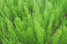 skrzyp polny, chwasty