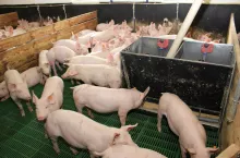 Zakaz stosowania pasz z GMO będzie przesunięty. I to o wiele lat!