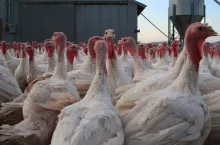 Polska odzyskała status kraju wolnego od HPAI