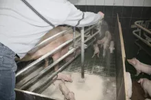 Preparaty do suchej dezynfekcji nanosi się poprzez posypywanie powierzchni. Można je stosować w obecności zwierząt