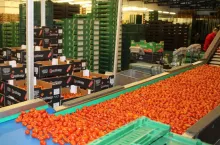 Pomidorki koktajlowe