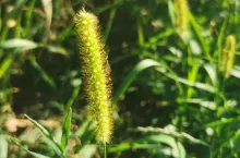 chwasty, włośnica sina