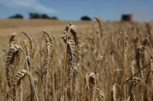 Kłosy pszenicy ościstej
