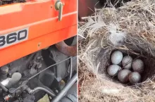 Sikorka założyła gniazdo na silniku ciągnika. Jeździ w Ursusie na pole