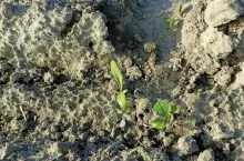 burak cukrowy, chwasty