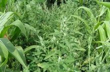 komosa biała, chwasty