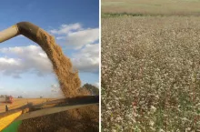 Dopłaty do zbóż 2024: czy będą płatności za grykę i owies?