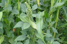 szarłat szorstki, chwasty