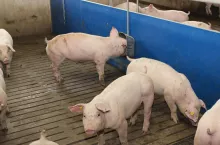 Rolnik zrezygnował z chowu 350 tuczników. ”Zwalczanie ASF jest obłudne i niesprawiedliwe”
