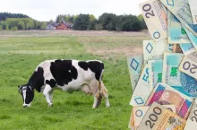 Rolniczka: żaden rząd nie uchronił gospodarstw rodzinnych przed bankructwami