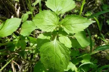 Żóltlica drobnokwiatow