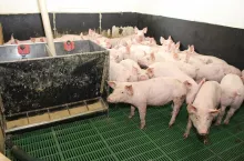 Rolnik spod Sierpca: jesteśmy ostatnim gospodarstwem rodzinnym w okolicy, które ma świnie