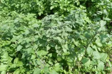 psianka czarna, chwasty, ziemniak