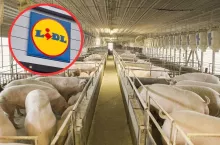 Lidl zainwestuje 600 mln euro w trzodę chlewną. Ile trafi do rolników?