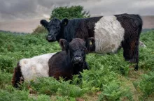 Rolnik dostał 1,5 mln zł kary za szwendające się po polach przez kilka miesięcy bydło.