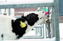 Zimą cielęta spożywają większe ilości ciepłego mleka po napełnieniu wiaderka. Nie stanowi to problemu, ponieważ piją one mleko
wolniej niż cielęta, które karmi się w sposób dozowany.