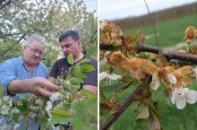 Odszkodowania po przymrozkach. ”Nie zostawimy rolników bez pomocy”