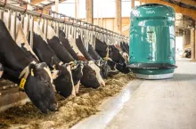 Po napełnieniu zbiornika robot Gea DairyFeed F4500 miesza paszę i rusza w wyznaczoną trasę. W czasie między cyklami karmienia dodatkowo podgarnia pasze.