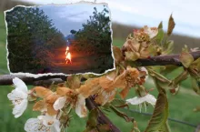 Wracają przymrozki. ”Obejmą zasięgiem większy obszar kraju”