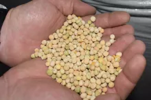 Rolnicy żądają dopłat do grochu. Co na to ministerstwo rolnictwa?