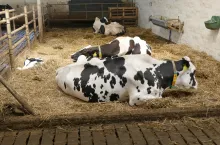 Najnowsze badania potwierdzają, że krowy zasuszone poddane stresowi cieplnemu przez cały okres zasuszenia, produkują średnio 4,5 kg mleka dziennie mniej w kolejnej laktacji w porównaniu z krowami nienarażonymi na stres cieplny