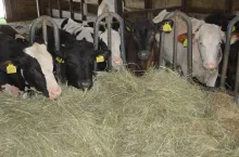 Ceny bydła (7.05.2024)