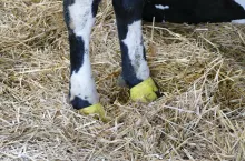 Kulawizny mają bardzo negatywny wpływ na płodność i rozród bydła mlecznego.