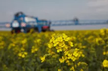 Rzepak kwitnący trzeba chronić