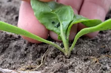 Mszyca na buraku cukrowym.