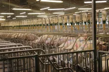 Lochy kryte są raz dziennie, co 24 godziny. Średnio zużywane jest 2,7 porcji nasienia.