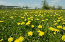 Krwawnik pospolity, czy niewielka ilość mniszka lekarskiego w poroście traw jest nawet cenna. Nadmiar już nie, bo większość chwastów stanowi mało wartościowy balast. Niektóre mogą być poważnym zagrożeniem dla zdrowia bydła. To oczywiście chwasty trujące, do których zalicza się m.in.: szczwół plamisty, szalej jadowity, skrzyp błotny, niezapominajka błotna, knieć błotna czy wilczomlecz sosnka