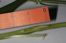 Fazy rozwojowe pszenicy rozwój kłosa w źdźble