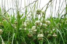 Kiedy i jak zbierać pierwszy pokos użytków zielonych, aby mieć dużo paszy?