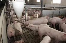 Długi weekend majowy i rozpoczynający się sezon grillowy nie przyniósł oczekiwanych zmian na rynku trzody chlewnej.