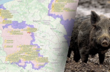 Wprowadzone zmiany stref ASF obowiązują od 1 maja 2024 r.