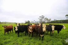 ARiMR zamienia grunty orne na TUZ-y. Rolnicy pytają: jakim prawem?