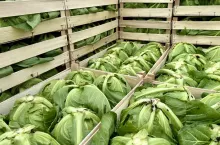 Kapusta w skrzynkach Małopolska