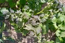 Ziemniaki po przymrozkach