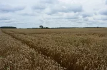 pszenica, pole, zboże