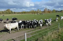 Oprócz korzyści finansowych wypas jest dla bydła najlepszą formą bytowania i warto przygotować pastwisko dla krów czy młodzieży wszędzie tam, gdzie to możliwe.