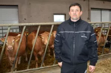 Zdaniem hodowcy wolce lepiej się otłuszczają oraz mają smuklejsze głowy od buhajów i rosną im też bujne grzywki, niespotykane u byków