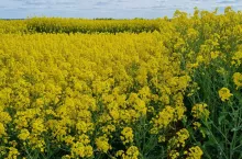 Różnorodność odmian rzepaku objawia się m.in. znacznymi różnicami w wysokości roślin. Krótsze można łatwiej i szybciej zebrać. Zmniejszy to koszty pracy kombajnu i zwiększy areał omłotu.