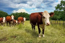 Ministerstwo Rolnictwa Dolnej Saksonii ostrzegło we wtorek hodowców zwierząt przed zwiększonym ryzykiem zakażenia chorobą niebieskiego języka w okresie od maja do października. Brak jest szczepionki przeciwko temu wirusowi, jedynej niezawodnej ochrony dla zwierząt przed wirusem choroby niebieskiego, gdyż niedawno stosowana szczepionka autogenna została wycofana przez producenta.