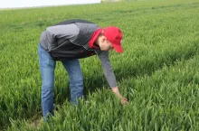 Rolnik często lustruje swoje plantacje