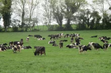 Największą grupę rolników, którzy złożyli wnioski o płatności dobrostanowe w 2023 r. są producenci bydła mlecznego, stąd to im doskwiera więc najbardziej oczekiwanie na wypłatę płatności końcowych