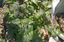 Szkody w uprawach ziemniaków