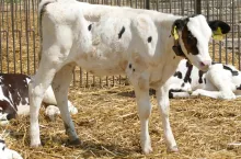 Aby po odsadzeniu utrzymywać przyrosty wynoszące1 kg dziennie, cielę powinno pobierać minimum 1,5 kg paszy starterowej/dzień