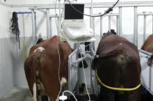 Stanowisko do pobierania komórek (OPU).