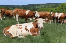 Simentale w Bieszczadach