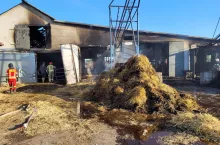 W pożarze pod Koninem w Wielkopolsce padło 38 krów.